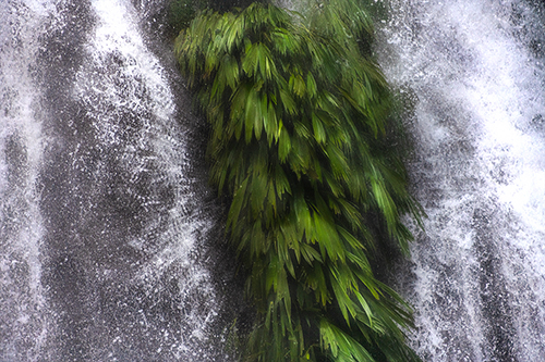 Photo of waterfall in Ecuador rainforest by Chris Palm