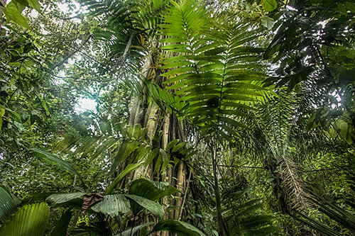 Jungle photo from Ecuador by Chris Palm