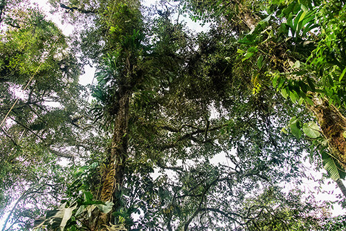 Rainforest photo by Chris Palm