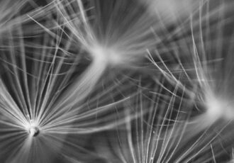 black and white photo of dandelion seeds by Sandra Bechtold