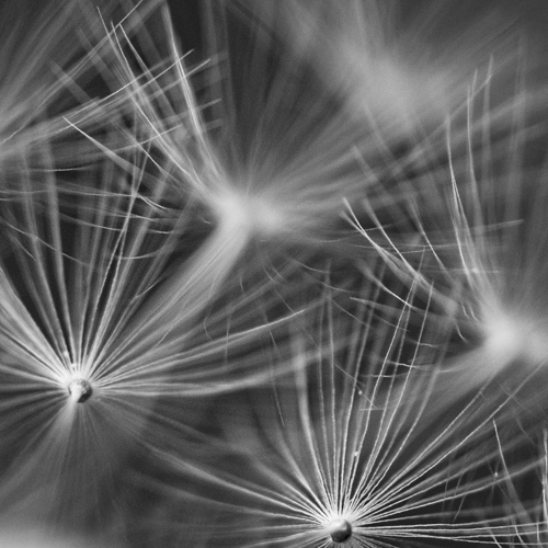 black and white photo of dandelion seeds by Sandra Bechtold