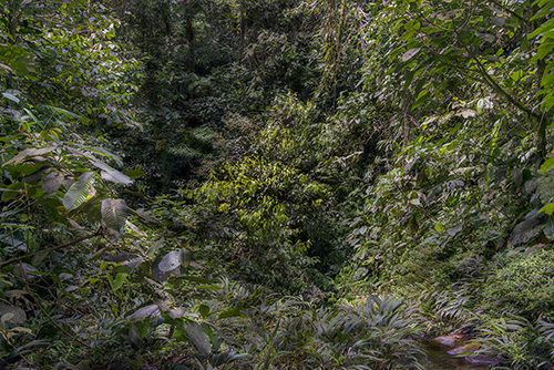 Ecuador rainforest photo by Chris Palm