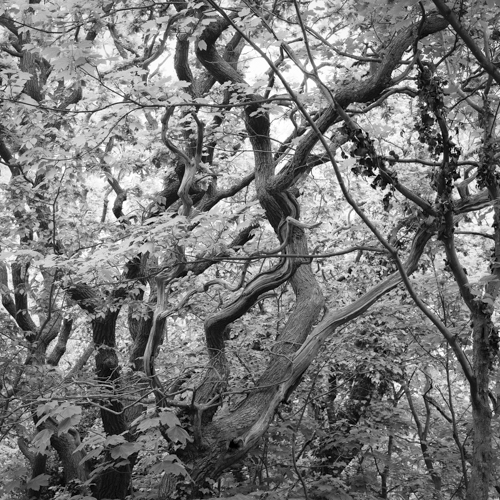 Black and white forest photo by Sandra Bechtold