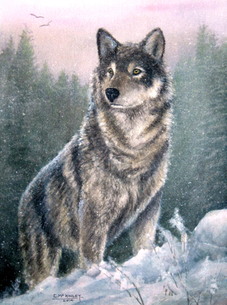 Watercolor painting of a wolf by Carl McKinley