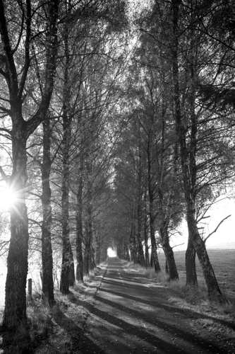 Black and white photo of a treed lane by Sandra Bechtold