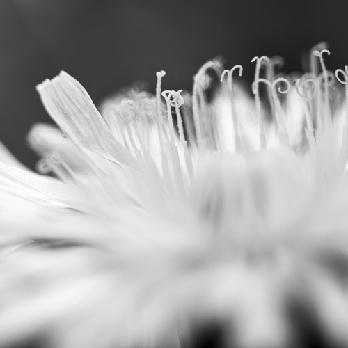 black and white macro photo of a flower by Sandra Bechtold