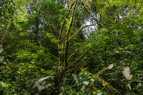 Ecuadoran rainforest photo by Chris Palm