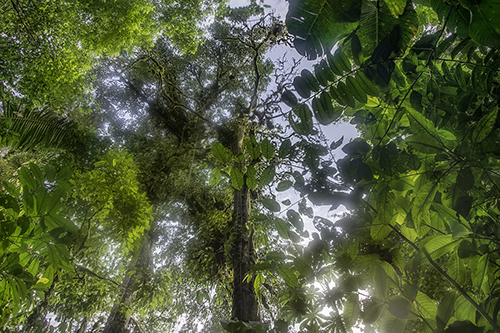 Jungle photo in Ecuador by Chris Palm