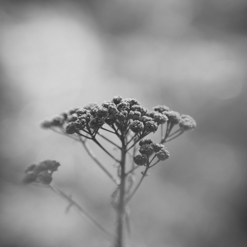 black and white wildflower photo by Sandra Bechtold