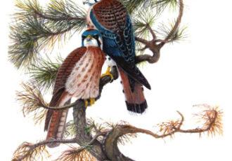 Watercolor painting of kestrels by Carl McKinley