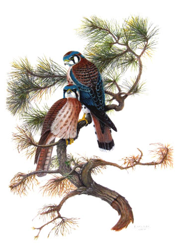 Watercolor painting of kestrels by Carl McKinley