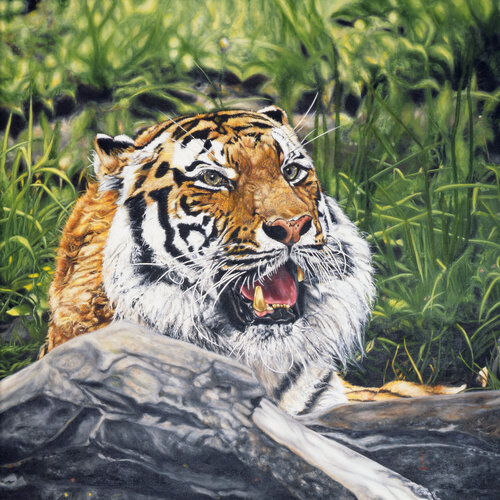 Realistic oil painting of a tiger by Andrew Smith