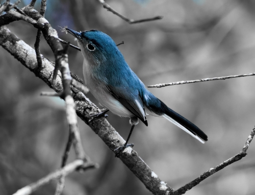 striking photo of a blue bird by Nathan DePue