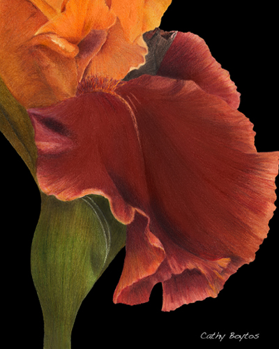 Bold iris drawing by artist Cathy Boytos