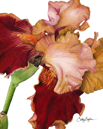 iris drawing by artist Cathy Boytos