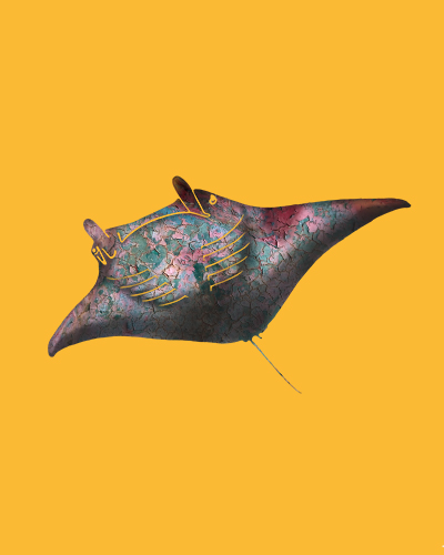 digital drawing of a manta ray by Vanessa Conroy