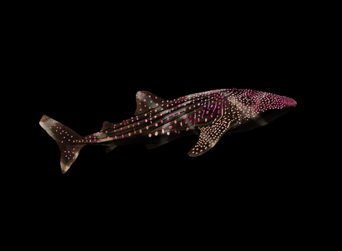 digital drawing of a whale shark by Vanessa Conroy