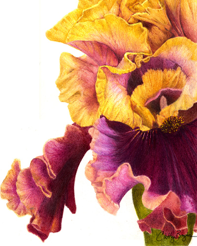 sunset iris drawing by Cathy Boytos