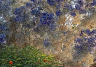 photo of a smoke tree in bloom