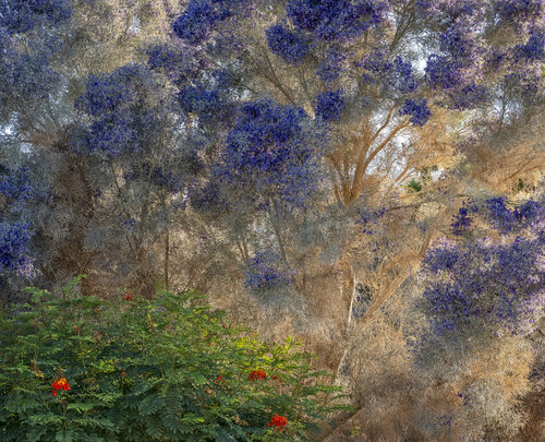 photo of a smoke tree in bloom