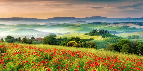 photo of poppy field in Italy