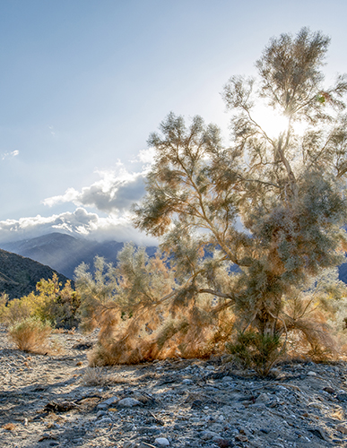 photograph of smoke trees in California