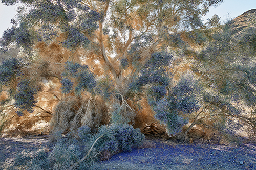 photo of smoke trees in bloom by Millicent Harvey