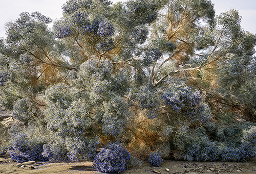 photograph of smoke trees in desert