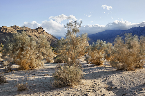 desert scene with smoke trees