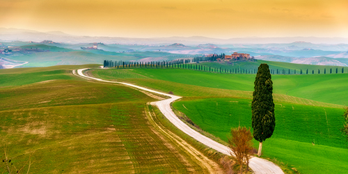 photo of a cypress tree in Italy