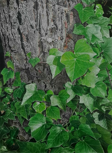 photorealistic colored pencil drawing of tree and ivy