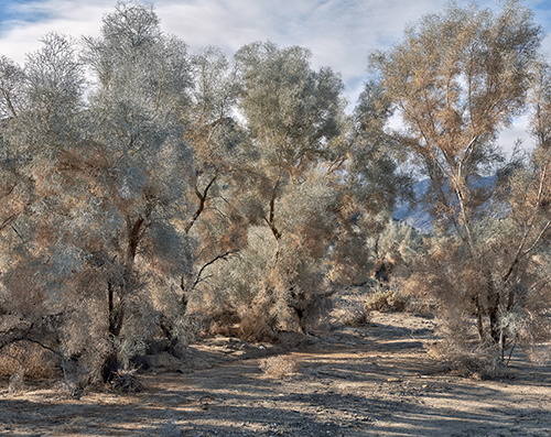 photo of smoke trees