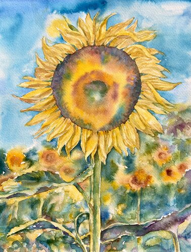 Watercolor of a sunflower in a field