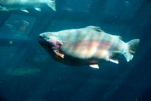 photograph of a rainbow trout