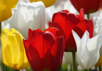 fine art photograph of tulips