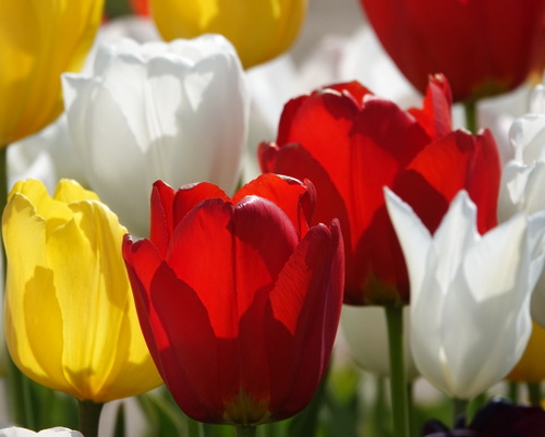 fine art photograph of tulips