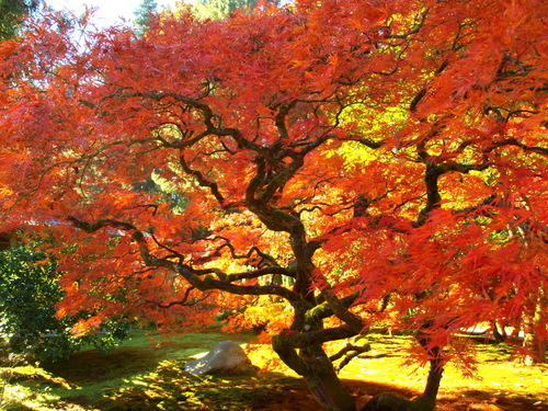 photograph of a colorful Japanese maple tree