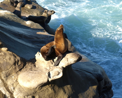 photograph of a sea lion