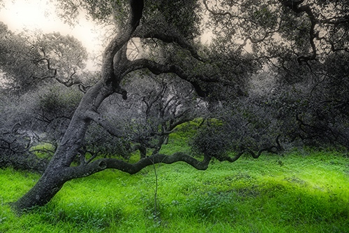 Manipulated photography of a tree