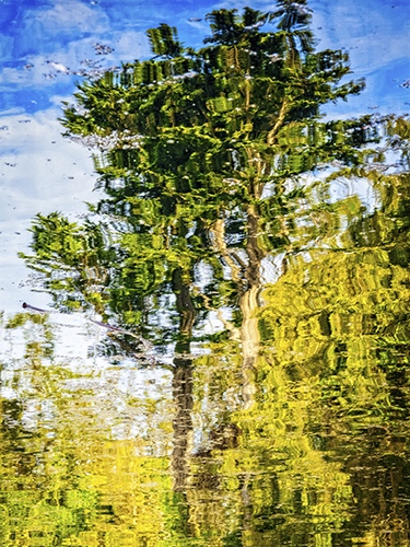 photo of nature reflections