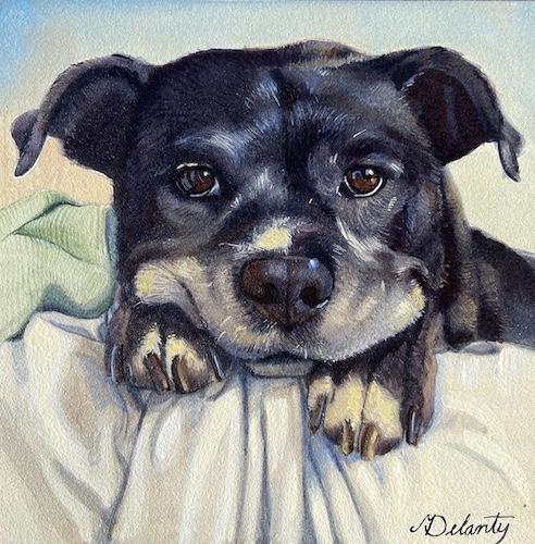 dog pet portrait