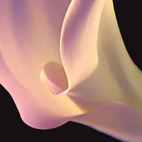 Fine art photo of a calla lily