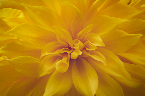 Fine art photo of a dahlia