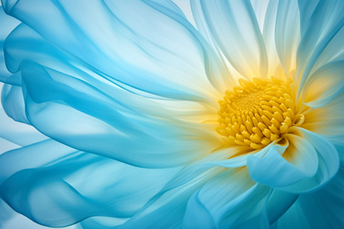 Ethereal photo of a daisy