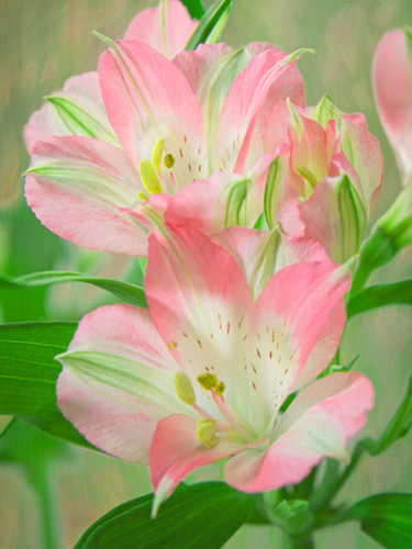 Fine art photo of a Peruvian lily