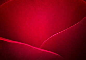 Photo closeup of a red rose
