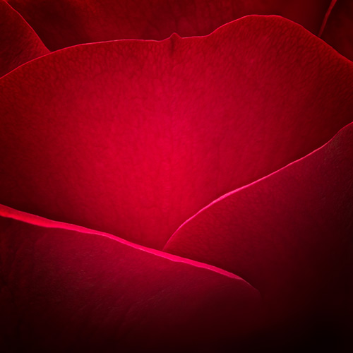 Photo closeup of a red rose