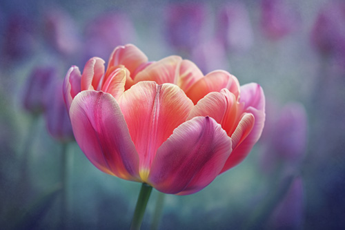 Fine art photography of a tulip