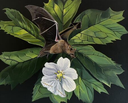 painting of a mayapple