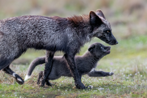 wildlife photography by Charles Janson